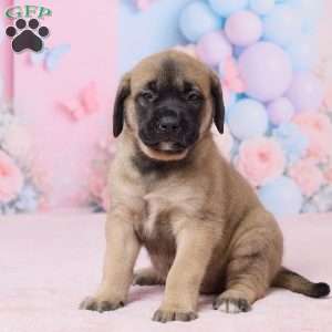 Molly, English Mastiff Puppy